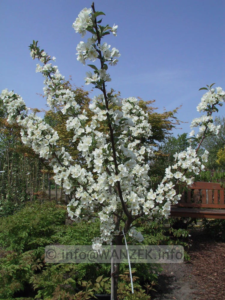 Malus Everest offene Bluete.jpg